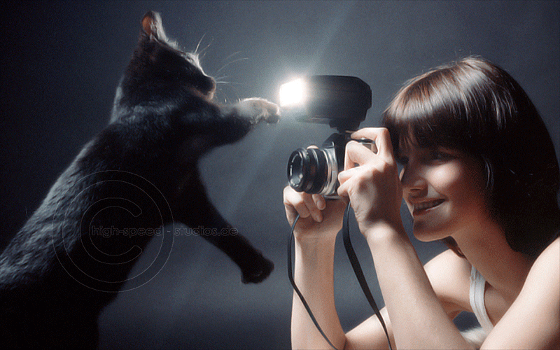 gallery/an-shoot-cat